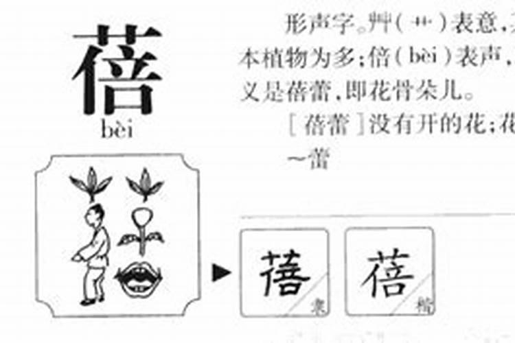 蓓字五行属什么