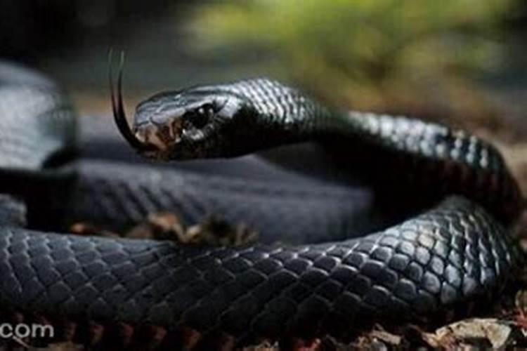 梦见黑蛇是什么意思