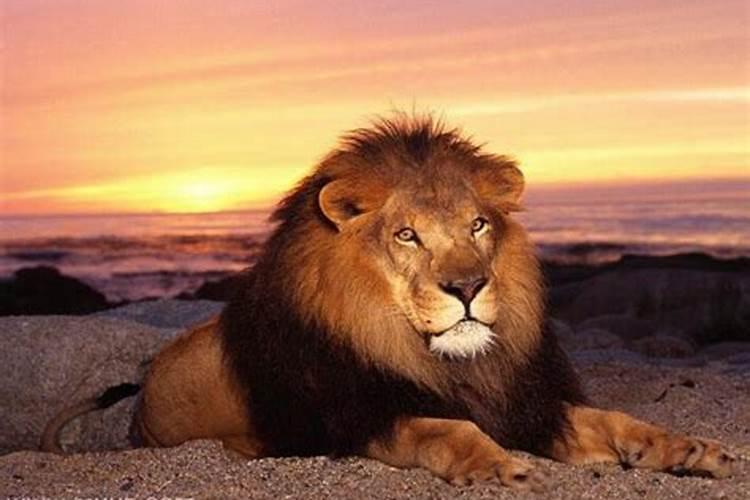 梦见老虎狮子是什么预兆