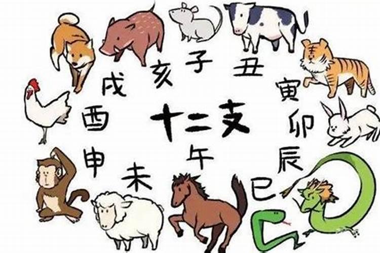 猪是什么生肖