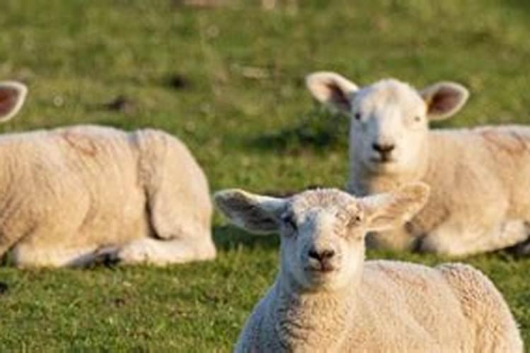 梦到羊是什么意思