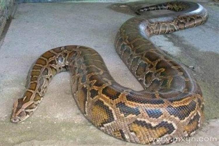 梦见一条大蟒蛇是什么征兆