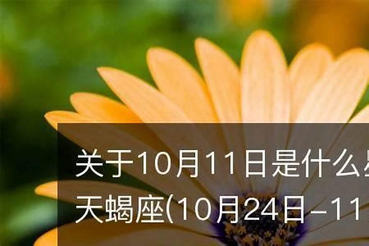 11月15号是什么星座