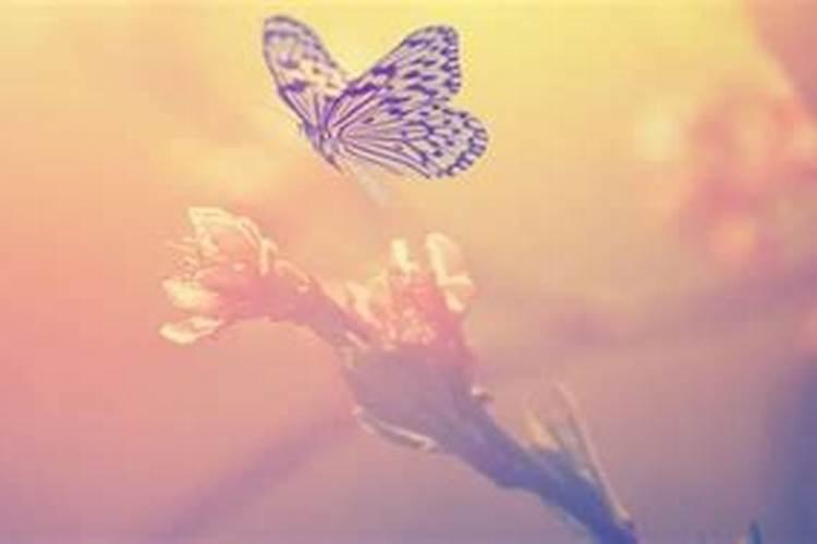 女人梦见蝴蝶是什么预兆