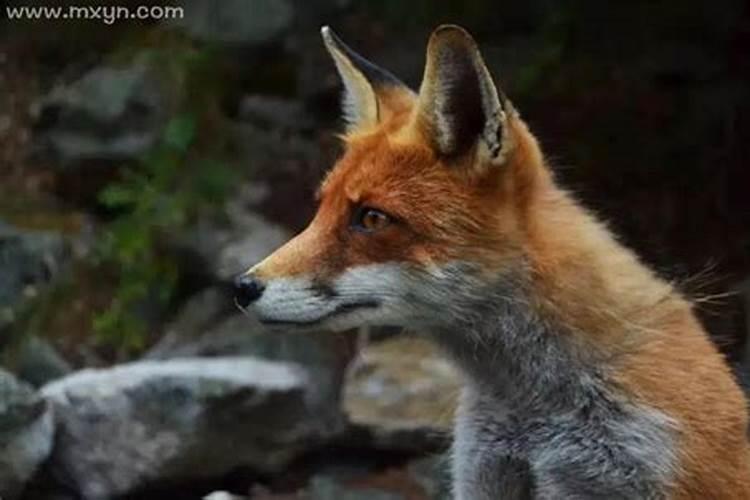 梦见狐狸是什么意思