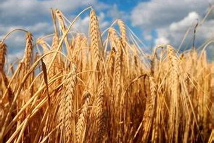 梦见种麦子是什么意思