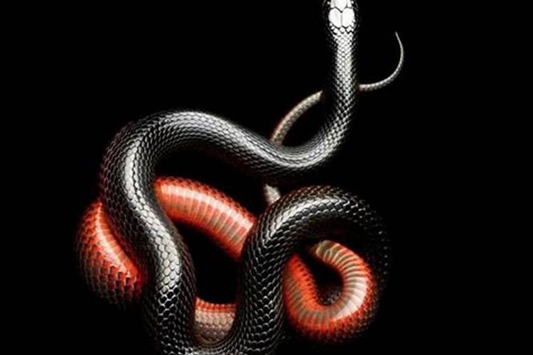 做梦梦到黑蛇是什么意思