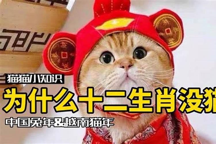 十二生肖里为什么没有猫