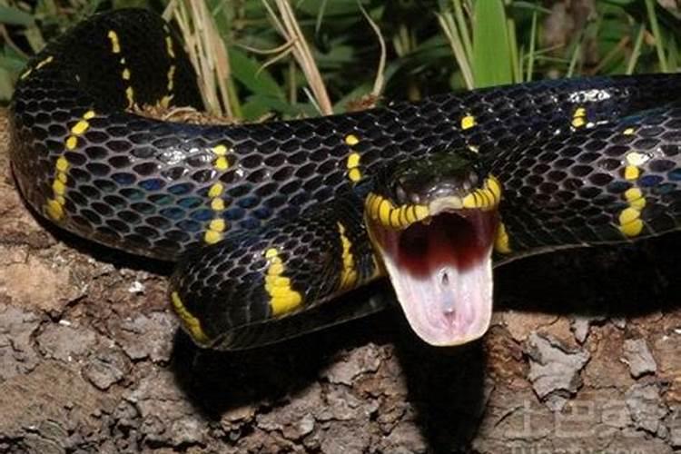 中午梦见蛇是什么意思