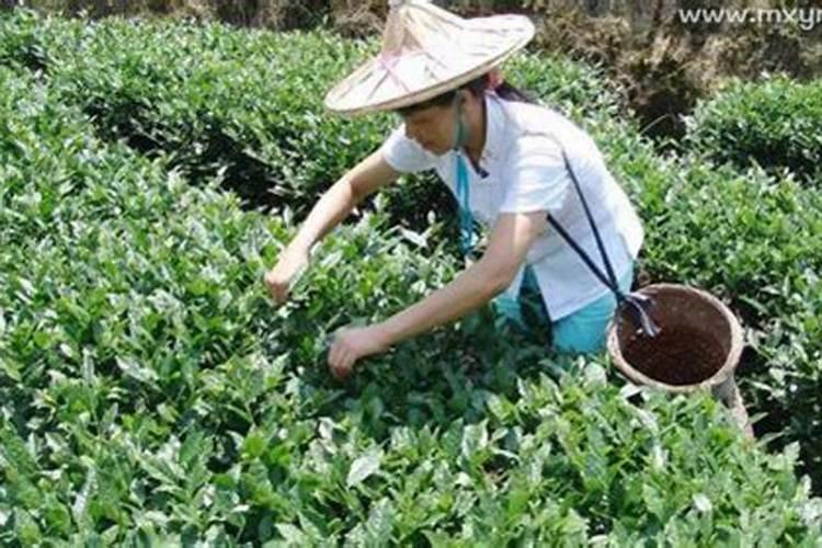 81年属鸡人买房子如何选择楼层