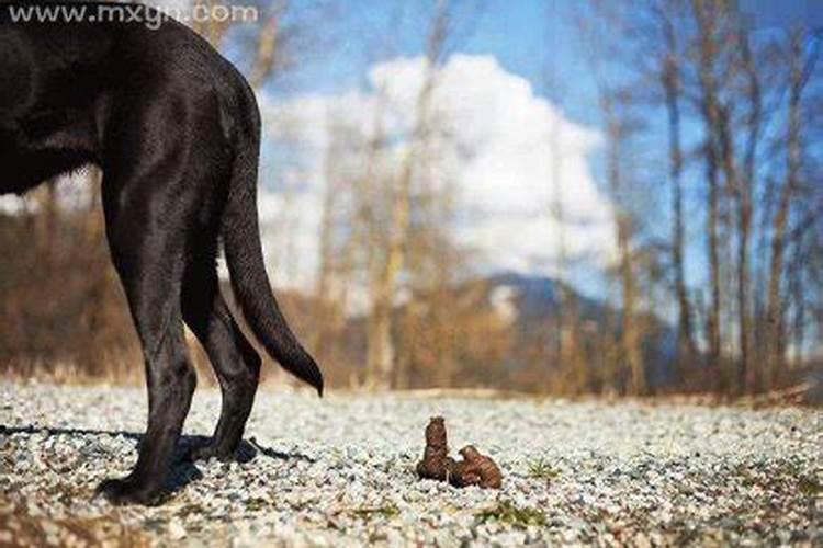 怀孕梦见猴子是什么意思啊周公解梦