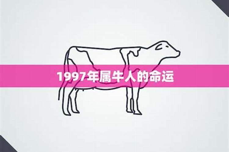 1997属牛的命运如何