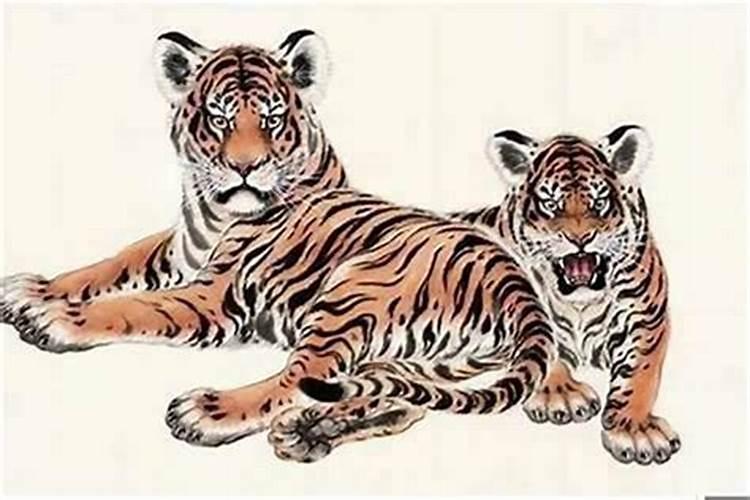 虎的三合生肖是什么