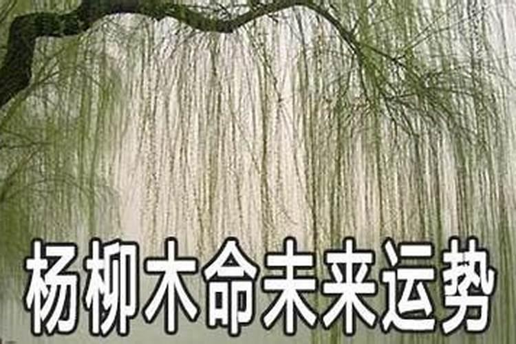 梦到水仙花什么预兆