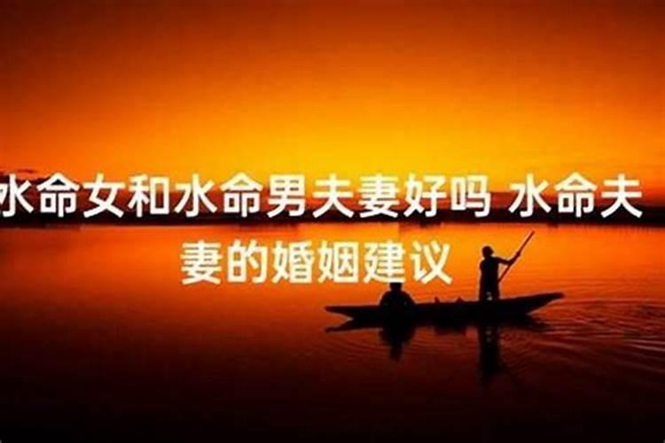 属鸡养狗拿什么来化解