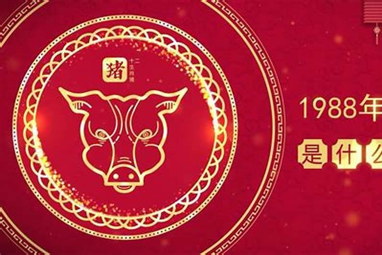 属龙今年运势2021年运势详解