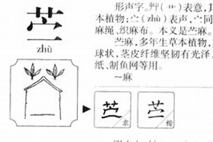 属龙女是哪一年的