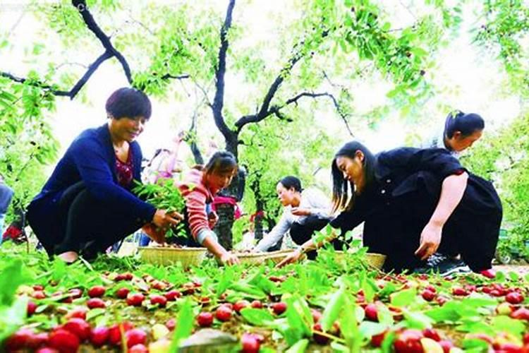 梦见打枣子是什么意思