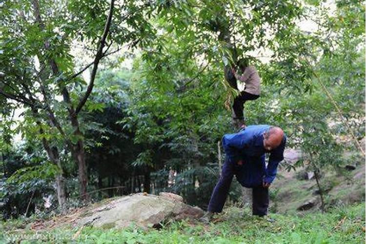 病人梦见太阳是什么意思