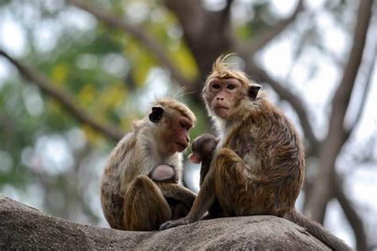 属猴的三合生肖是什么