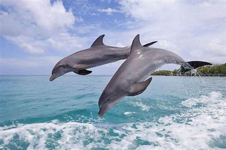 海豚代表什么生肖