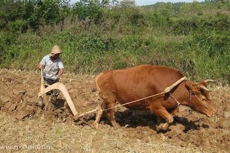 梦见吃枣了是什么意思