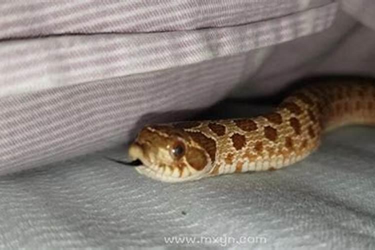梦见床有蛇怎么回事