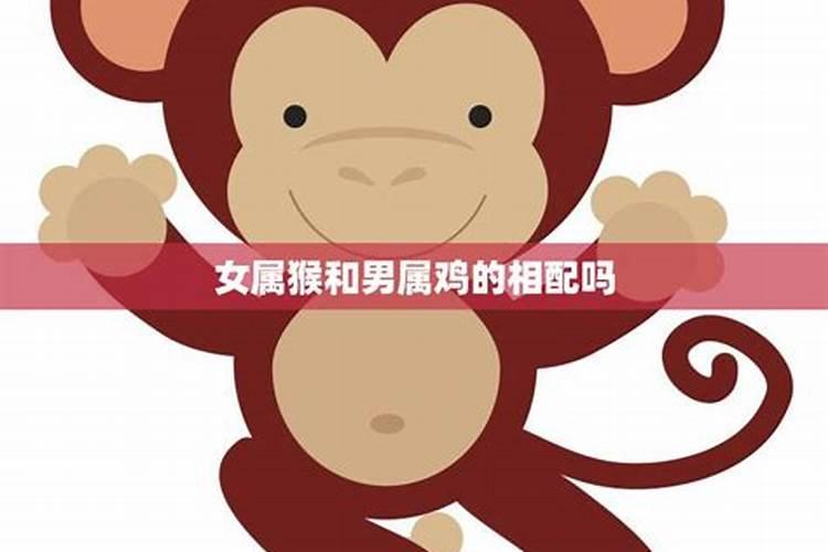 属猪今年多少岁了2020年