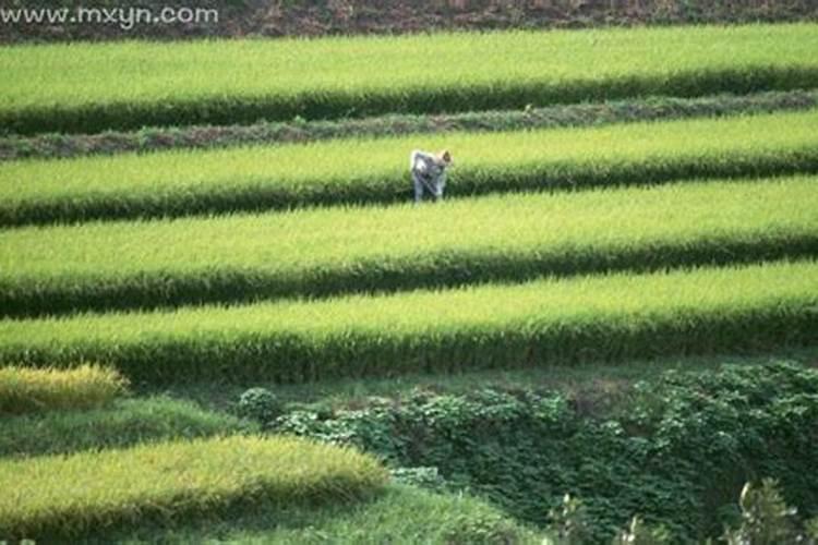 女人梦见突然下起了雨