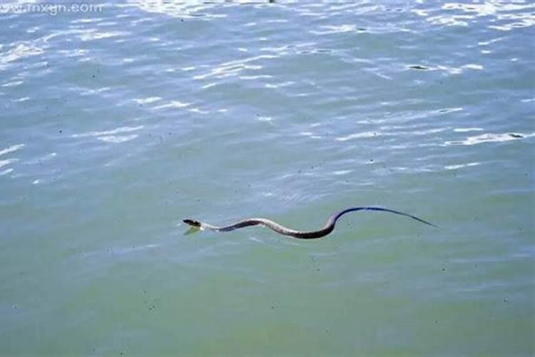 梦见蛇在水里游这是什么预兆