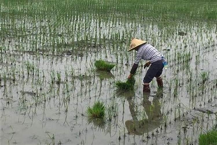 属狗的人适合养什么植物