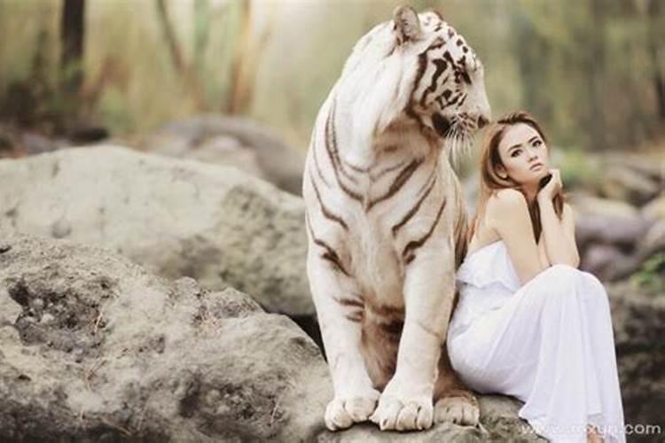 女人梦见两只老虎是什么预兆