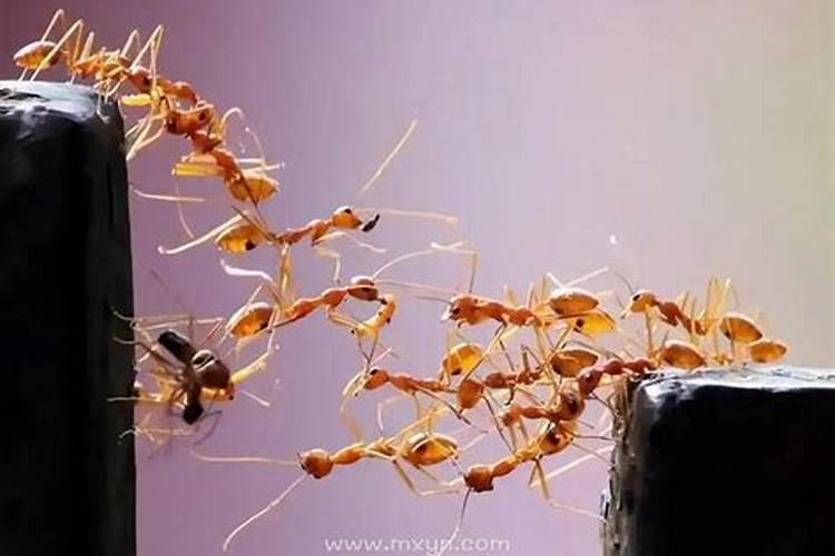梦见蚂蚁成群是什么意思