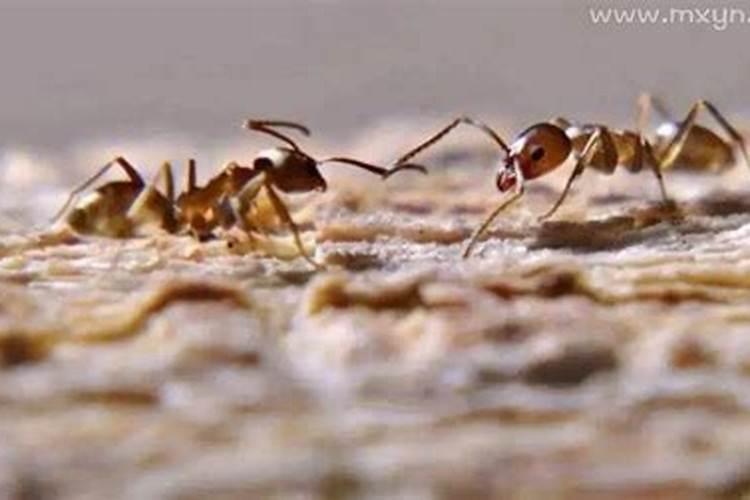 梦见蚂蚁是什么预兆在身上爬