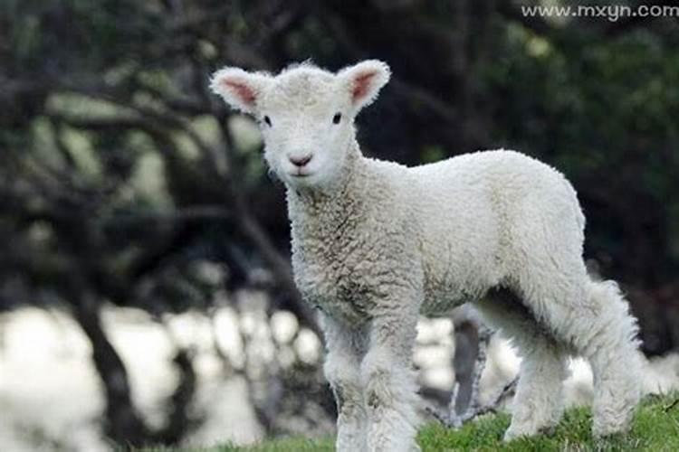 梦见小羊羔是什么意思
