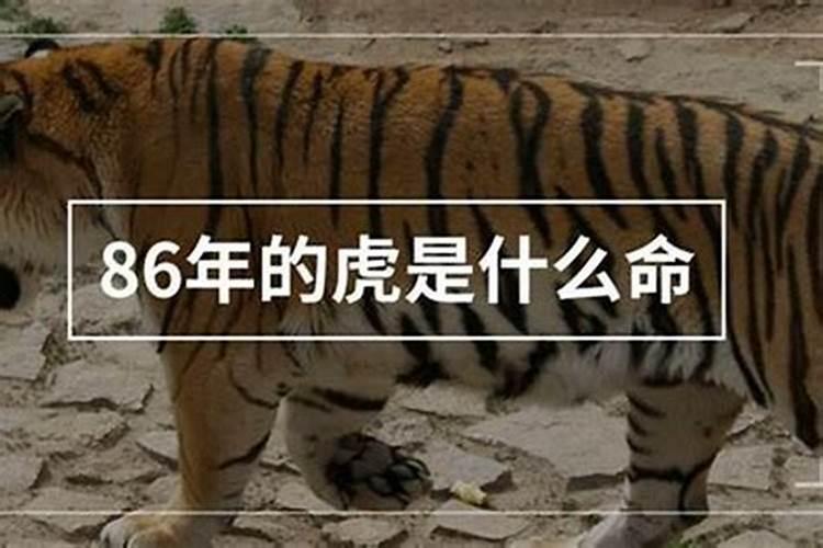 86年的虎是什么命