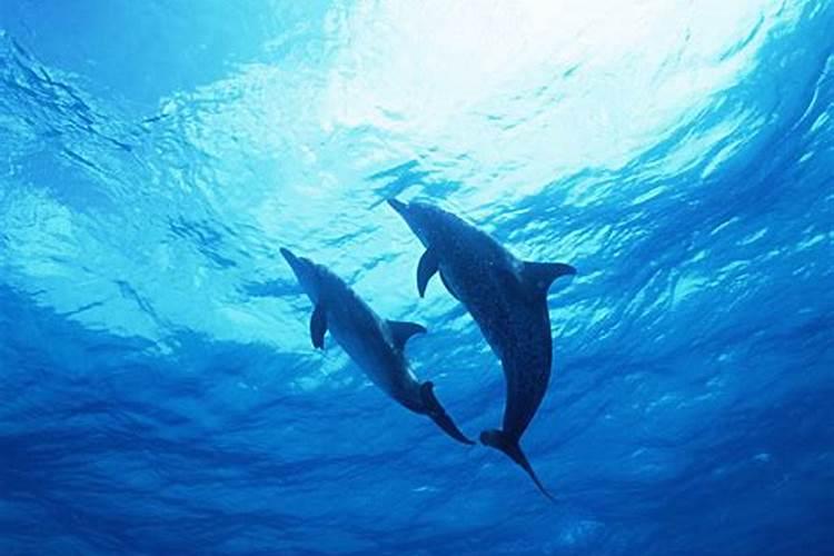 海豚音代表什么生肖