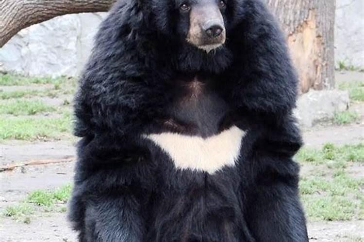 黑熊代表什么生肖