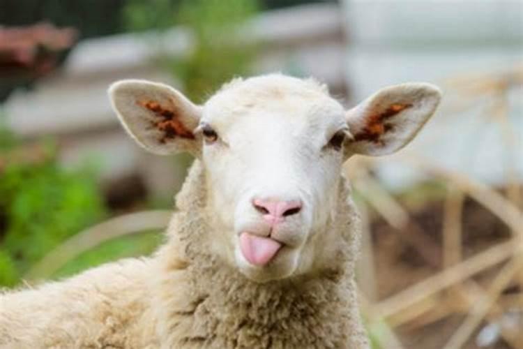 怀孕梦见羊是什么意思是什么
