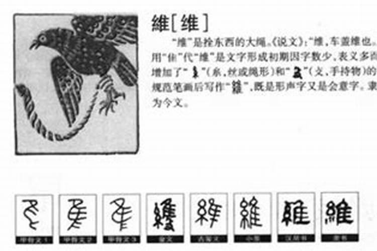 维字五行属什么