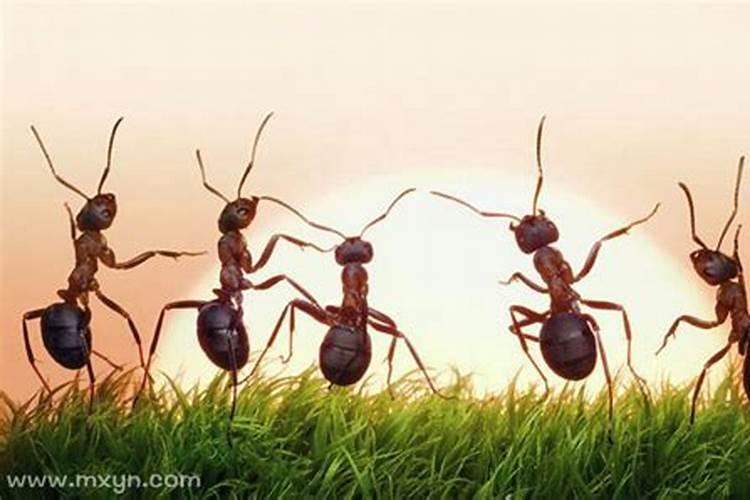 做梦梦见蚂蚁成群是什么意思