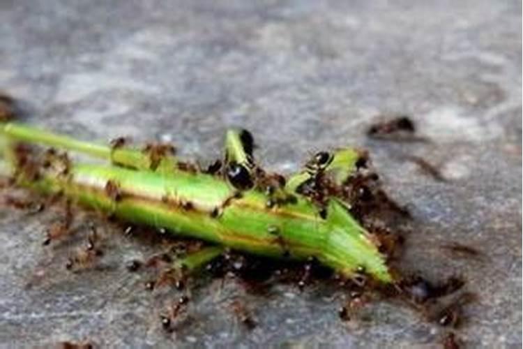 孕妇梦见蚂蚁成群是什么意思