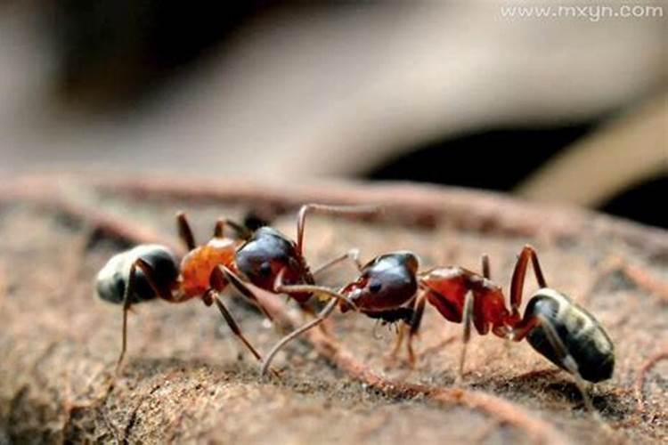 孕妇梦见蚂蚁成群是什么意思