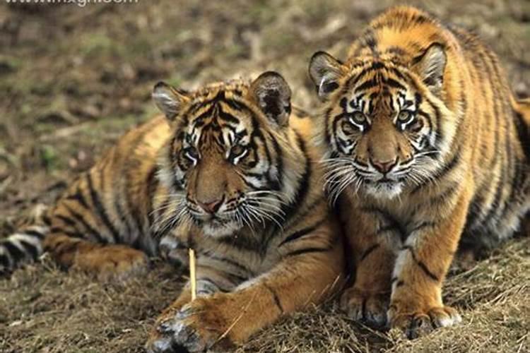 昨晚梦见两只老虎是怎么回事