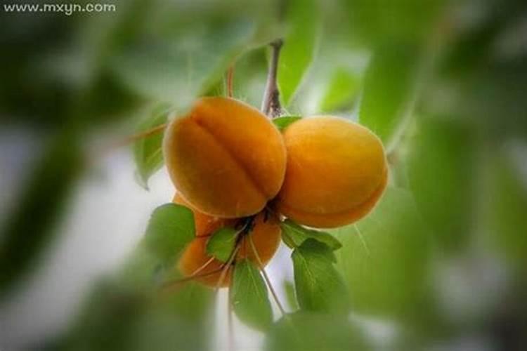 梦见摘杏子是什么意思