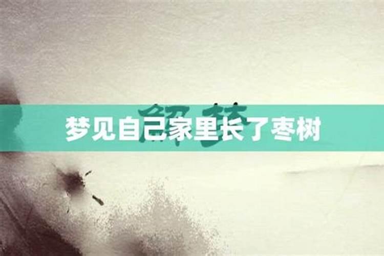 梦到枣树是什么意思是什么