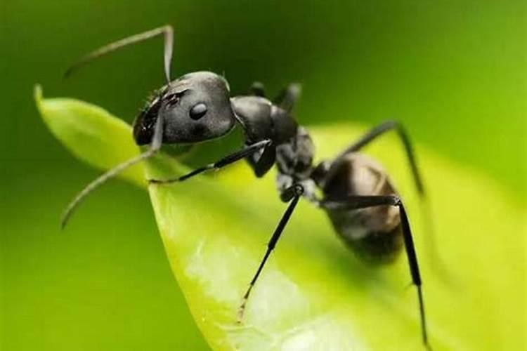 梦见蚂蚁是怎么了