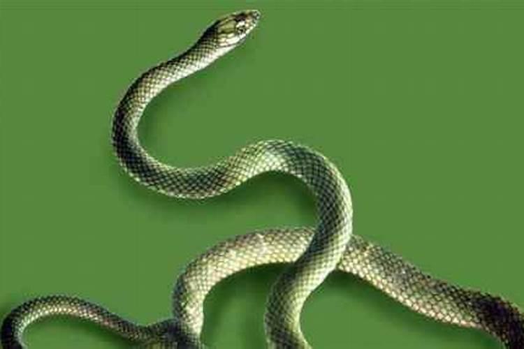 梦见绿色的蛇是什么预兆女人
