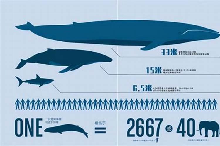 鲸鱼代表什么生肖