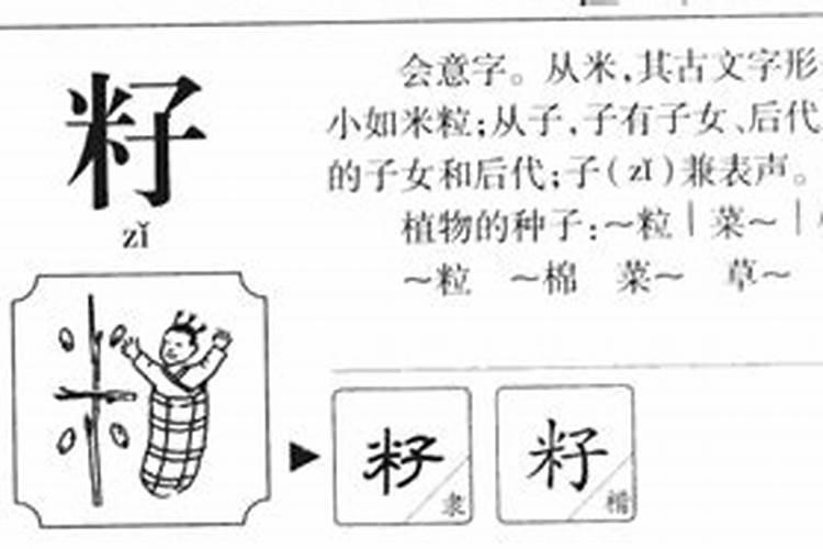 籽字五行属什么,有什么意